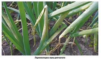 Инфинито, КС