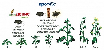 Протеус, МД