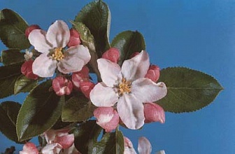 Калипсо , КС