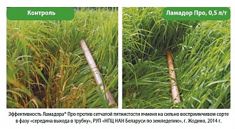 Ламадор Про, КС