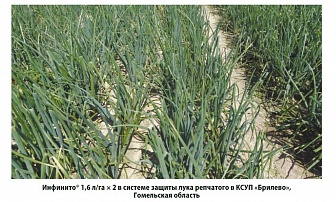 Инфинито, КС