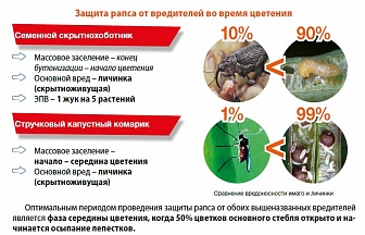 Биская, МД