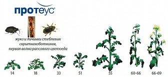 Протеус, МД