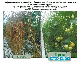 Луна Транквилити, КС