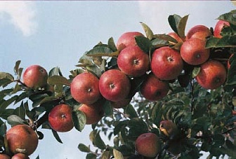 Калипсо , КС