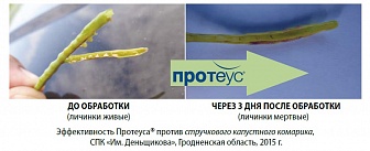 Протеус, МД