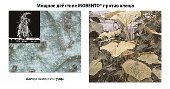 Мовенто, КС