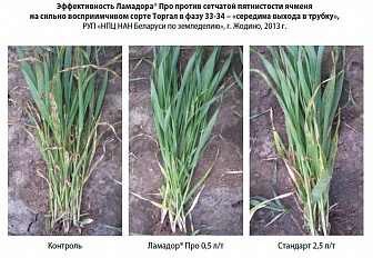 Ламадор Про, КС