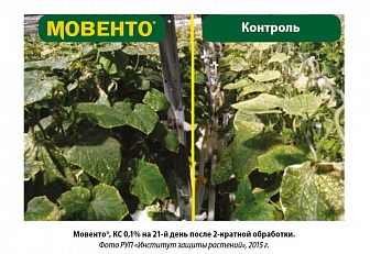 Мовенто, КС